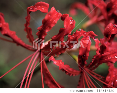九月的雨季新彼岸花盛開 118317180