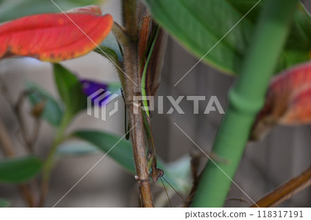 Mantis mimicry Mantis mimicry 118317191