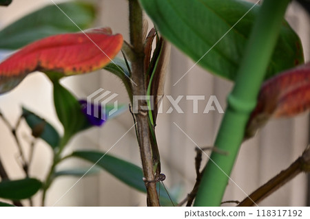 Mantis mimicry Mantis mimicry 118317192