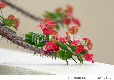 Little red flowers of Euphorbia milii (Crown of thorns or Christ thorns) with green foliage on a branch with many thorns in the summer garden. 118317199
