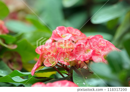 Beautiful cluster of bright pink flowers of Euphorbia milii (Crown of thorns or Christ thorn) on the prickly branch with green foliage. Beautiful cluster of bright pink flowers of Euphorbia milii (Crown of thorns or Christ thorn) on the prickly branch with green foliage. 118317200