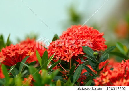 Wonderful exotic bright red bloom of Ixora coccinea with green foliage on the branch. 118317202