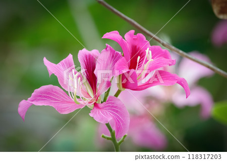 Spectacular bright pink flower of Bauhinia purpurea (Orchid tree) on the branch with green foliage. 118317203