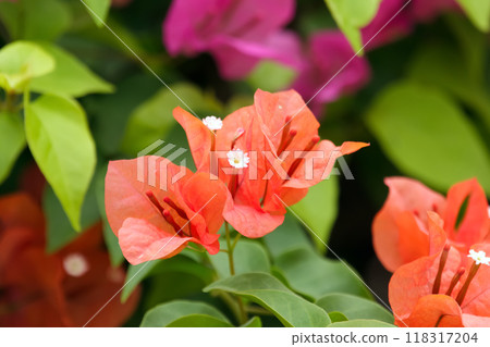 Beautiful bunch of red Bougainvillea flowers on the vine with green  foliage in summer. 118317204