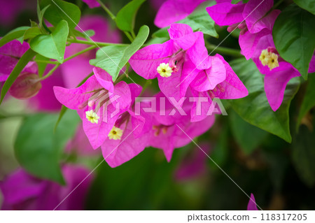 Beautiful cluster of purple Bougainvillea flowers on the vine with green  foliage in summer. 118317205