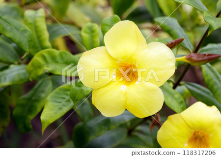 Bright yellow flower of Allamanda cathartica (Golden trumpet) on a branch with green foliage in summer garden. 118317206