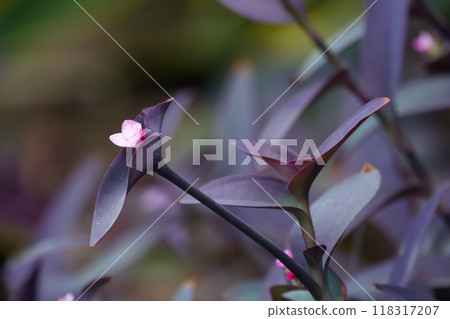 Tiny pink flowers of Purple heart (Tradescantia pallida) on branches with purple foliage in the garden. 118317207
