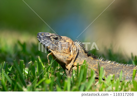 Ctenosaura, or Spiny-tailed iguana, sitting in green grass of the lawn in the garden with skin that peels in sunny day. Ctenosaura, or Spiny-tailed iguana, sitting in green grass of the lawn in the garden with skin that peels in sunny day. 118317208