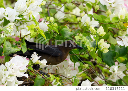 Female Great-tailed grackle perched on bougainvillea vines among white flowers and green foliage. Female Great-tailed grackle perched on bougainvillea vines among white flowers and green foliage. 118317211