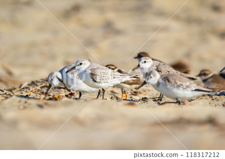 Group of cute little shorebirds Sanderlings in non-breeding plumage are standing on the sand in the tropical beach during winter migration. Group of cute little shorebirds Sanderlings in non-breeding plumage are standing on the sand in the tropical beach during winter migration. 118317212
