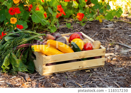 Wooden crate with  vegetables (zucchini, carrot, beet, potato, tomato, onion, cucumber) on the mulched ground in the garden near bright orange and yellow nasturtium flowers. 118317230