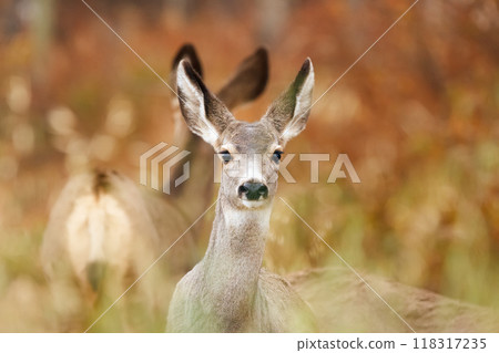 Portrait of a Mule deer doe with big ears in the wood with fall orange foliage. 118317235