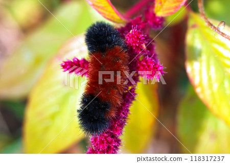Beautiful fluffy woolly bear caterpillar with brown band is on the red Amaranth flower in the autumn garden. 118317237