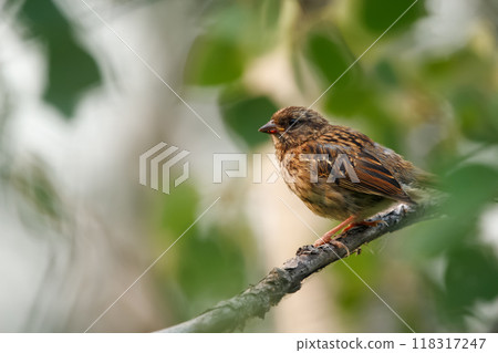 Juvenile Song sparrow is sitting on a branch in dense green foliage in summer forest. 118317247