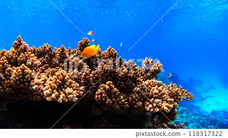 沖繩Akajima的Nishihama海灘水下攝影 118317322