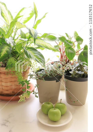 Foliage plant  118317652