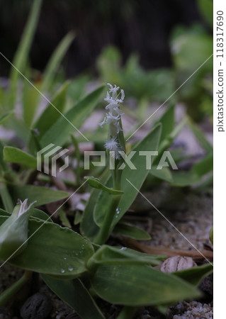 Nature Plants Kuroiwazasa is found in tropical and subtropical regions around the world. In Japan, it can be found on the sandy beaches of the Okinawa Islands. 118317690