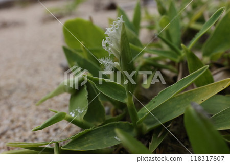 自然植物黑岩澤，九月山田。面向太平洋的沙灘上盛開著小花。 118317807