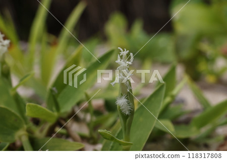 Nature Plants Kuroiwazasa, a grass family plant with white, delicate flowers. The spikes are about one centimeter long. 118317808