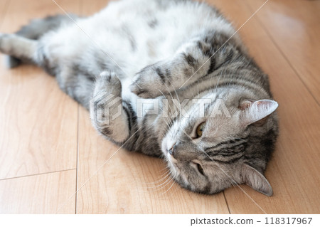 貓躺在地板上 118317967
