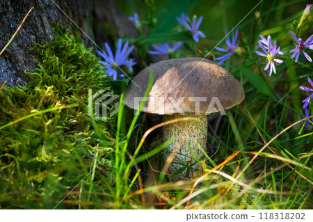Leccinum scabrum (or Birch bolete, scaber stalk), a mushroom with brown cap, is growing in moss among leaves and purple aster flowers in the forest floor. Leccinum scabrum (or Birch bolete, scaber stalk), a mushroom with brown cap, is growing in moss among leaves and purple aster flowers in the forest floor. 118318202