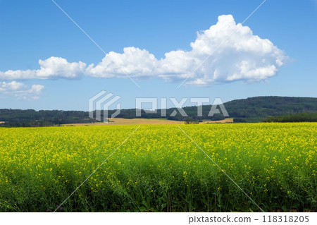 Colorful landscape in prairies of yellow blooming canola field, forest hills far in the background and blue cloudy sky above. Colorful landscape in prairies of yellow blooming canola field, forest hills far in the background and blue cloudy sky above. 118318205