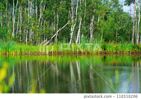 Small fresh water reservoir, called dugout or pond, constructed to store water in rural areas for farms and residents. Countryside landscape with poplar and summer flowers, reflection on the calm wate 118318206