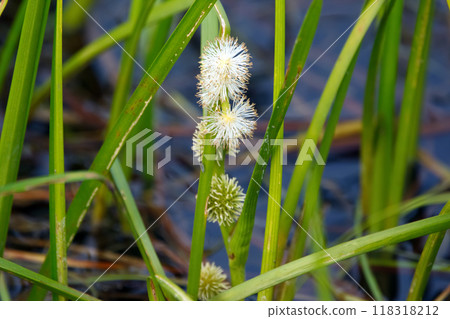 White spheric flowers of American bur-weed (sparganium) are blooming on the stem in the swamp waters in summer. 118318212