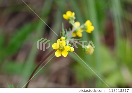 Bunch of little yellow flowers of Geum aleppicum (commonly called yellow avens or common avens) are blooming in the summer meadow among grasses. 118318217