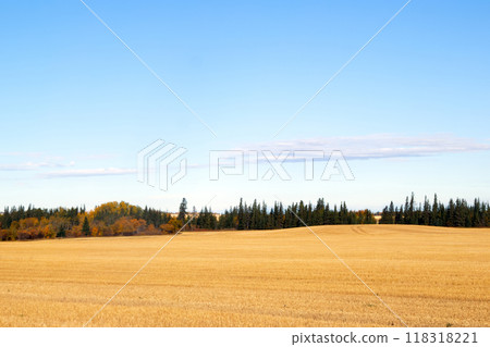 Landscape photography in autumn prairies - agricultural field with stubbles after harvest, trees with yellow and orange leaves and cloudy sky. 118318221