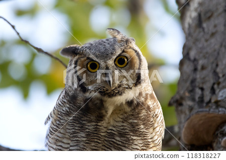 Portrait of beautiful Great horned owl sitting on a branch of a tree with green leaves in summer. 118318227