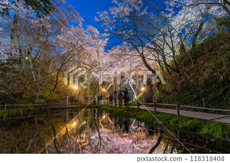 長野縣伊那市：池塘對面的高遠城跡公園，據說是全國最好的櫻花，晚上盛開 118318408