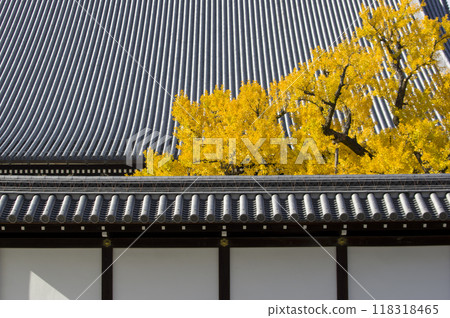 大屋頂和大銀杏 118318465
