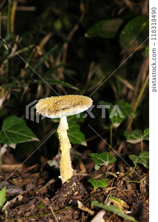 A side view of the yellow-white "Amanita kihidakie" (temporary name) in a dark forest (natural light + strobe, macro close-up) 118318490