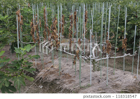 Figs damaged by long-horned beetles Figs damaged by long-horned beetles 118318547