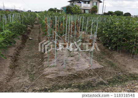 Figs damaged by long-horned beetles 118318548