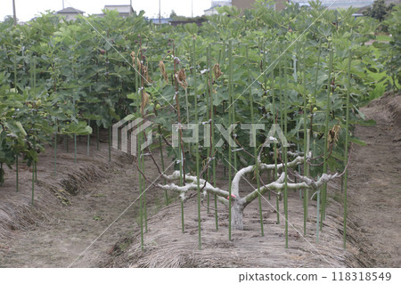 Figs damaged by long-horned beetles 118318549