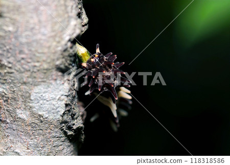 A swallowtail butterfly larva on the tip of a stem of Aristolochia tangled on a tree (natural light + strobe macro photography) A swallowtail butterfly larva on the tip of a stem of Aristolochia tangled on a tree (natural light + strobe macro photography) 118318586