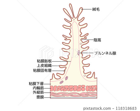 消化系統的解剖學和生理學十二指腸的分層結構與文本 118318683