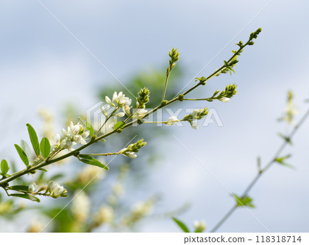 瀕臨絕種的鯰魚在初秋綻放 瀕臨絕種的鯰魚在初秋綻放 118318714