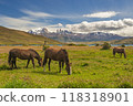 Group of horses grazing in the foothills of Torres del Paine 118318901