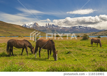 Group of horses grazing in the foothills of Torres del Paine 118318901