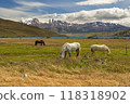 Two white horses grazing in the meadows of Torres del Paine 118318902