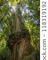 A tall and majestic Alerce Fitzroya tree 118319192