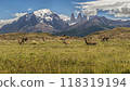 Herd of Guanacos grazing and resting in the foothills of Torres del Paine 118319194