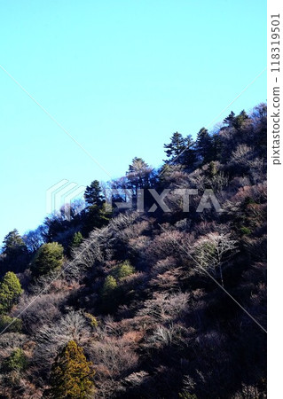 Winter trees bathed in the morning sun [Tsukui, Sagamihara City, January] 118319501