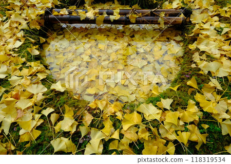 Close-up of a basin filled with fallen leaves Close-up of a basin filled with fallen leaves 118319534