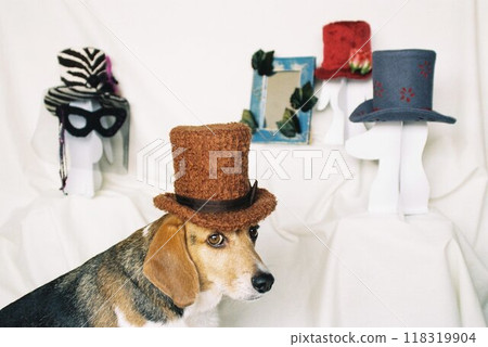 Beagle dressed as a hat shop clerk 4 Beagle dressed as a hat shop clerk 4 118319904