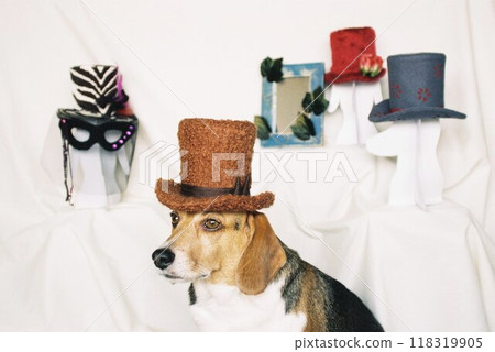 Beagle dressed as a hat shop clerk 3 Beagle dressed as a hat shop clerk 3 118319905