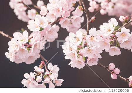 Cherry Blossoms	 118320006